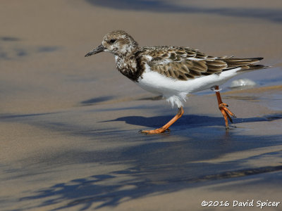 Ruddy Turnstone