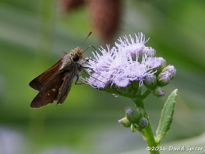 Ocola Skipper