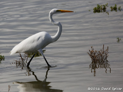 Great Egret