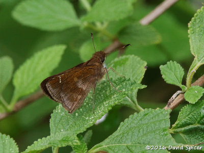 Clouded Skipper