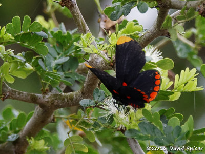 Red-bordered Pixie