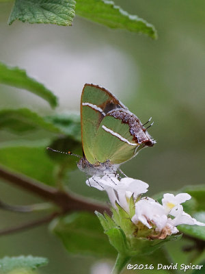 Silver-banded Hairstreak