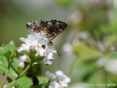 Blue Metalmark