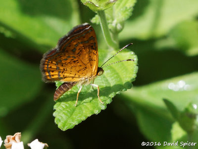 Metalmark