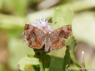 Rounded Metalmark