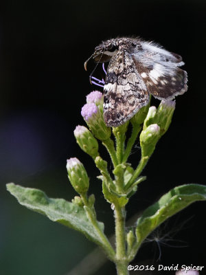 White-patched Skipper