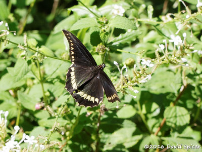 Polydamas Swallowtail