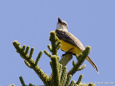 Tropical Kingbird