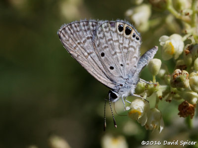 Ceraunus Blue
