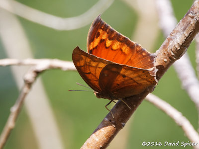 Tropical Leafwing