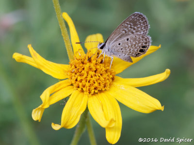 Ceraunus Blue