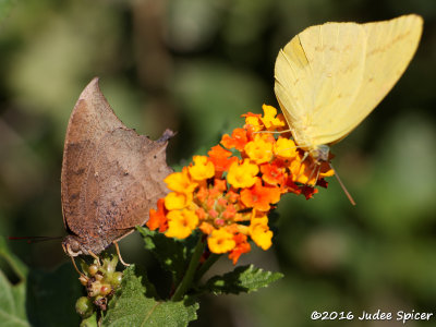 Tropical Leafwing and Large Orange Sulphur
