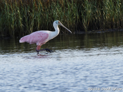 Roseate Spoonbill