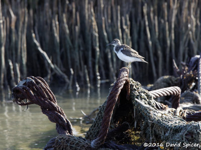 Spotted Sandpiper