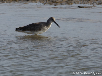 Willet