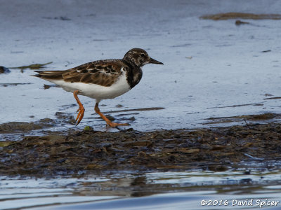 Ruddy Turnstone