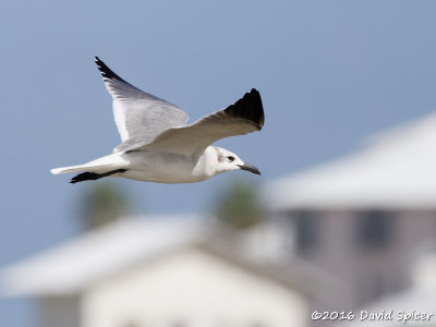 Laughing Gull
