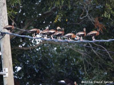 Black-bellied Whistling-Ducks