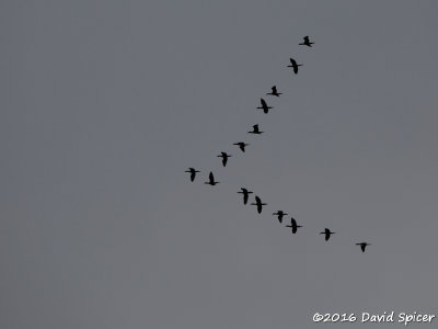 Neotropic Cormorants