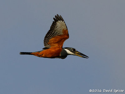 Ringed Kingfisher
