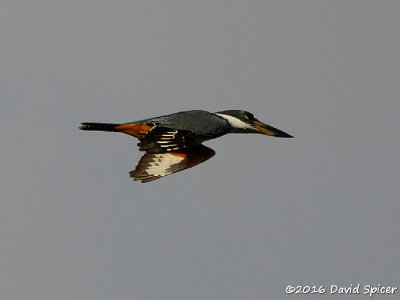 Ringed Kingfisher