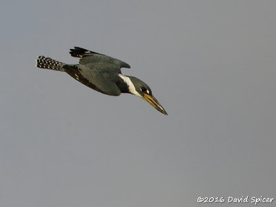 Ringed Kingfisher
