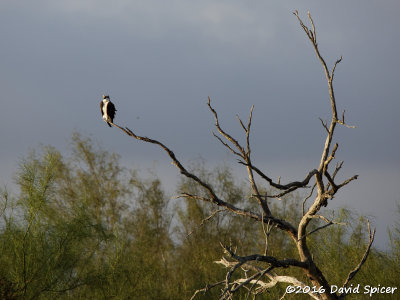 Osprey