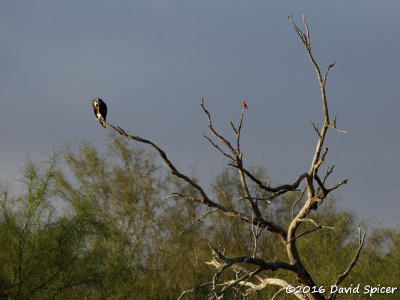 Osprey and Vermilion Flycatcher