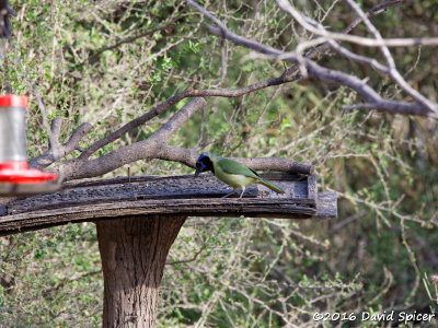 Green Jay