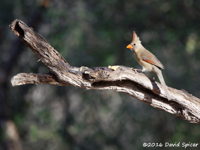 Northern Cardinal