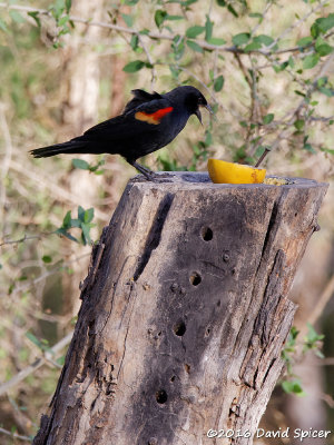 Red-winged Blackbird