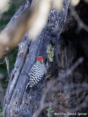 Ladder-backed Woodpecker