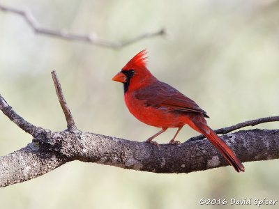 Northern Cardinal
