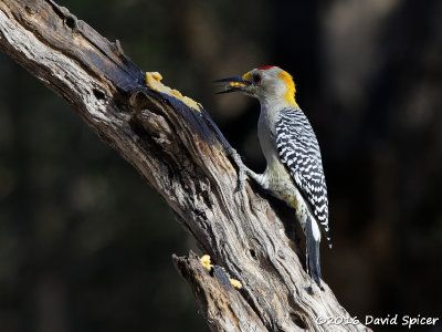 Golden-fronted Woodpecker