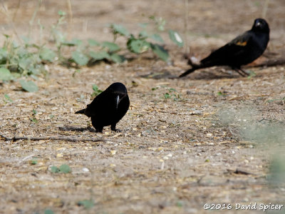 Bronzed Cowbird