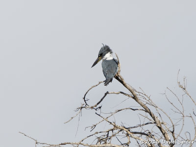 Ringed Kingfisher