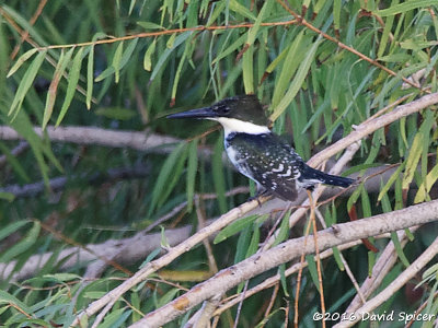 Green Kingfisher