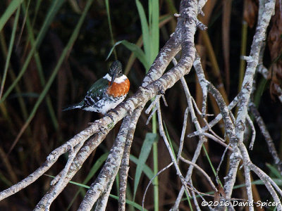 Green Kingfisher