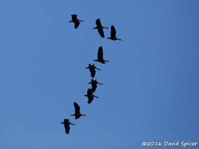 Black-bellied Whistling-Ducks