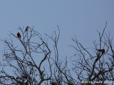 Altamira Orioles and Scissor-tailed Flycatcher