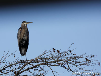 Great Blue Heron