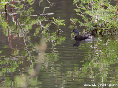 Least Grebe