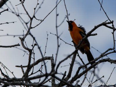 Altamira Oriole