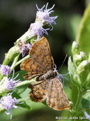 Red-bordered Metalmark