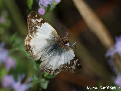 Laviana White-Skipper