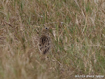 Sprague's Pipit