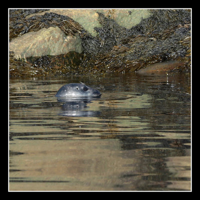 Seal at Saguenay Fjord