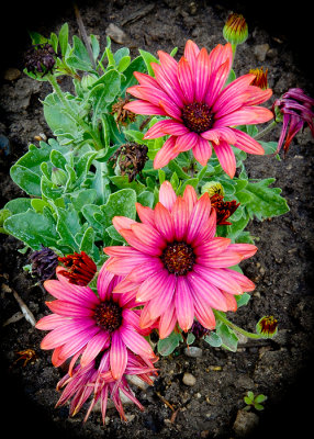 Backyard Flowers