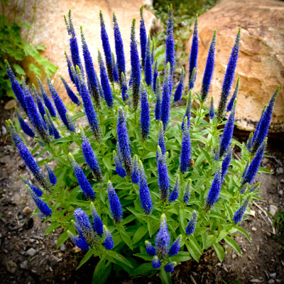 Backyard Flowers