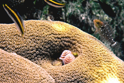 Coral0898.Vividw.jpg